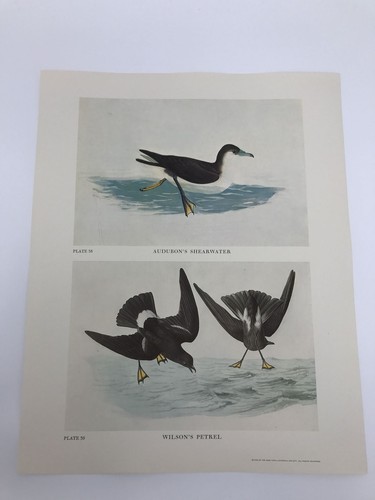 John james audubon folio plate - james,