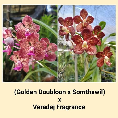 Orchidea vanda golden - vanda, (golden