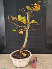 bonsai  quercia   h 48 cm