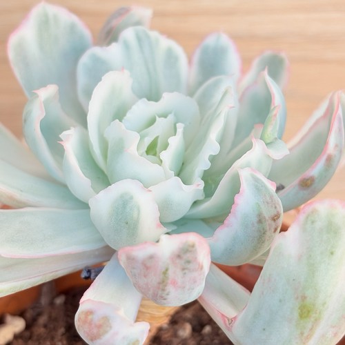 Echeveria hovey variegata - echeveria, f.