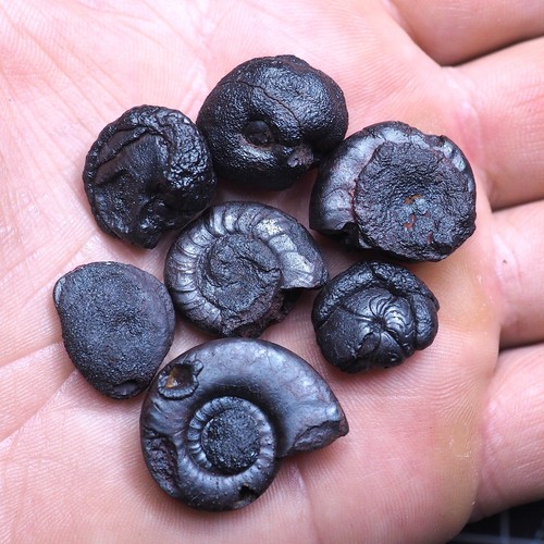 Goniatite botrioidale ematite - goniatite,