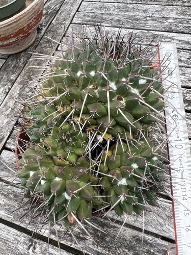 Mammillaria magnimamma
