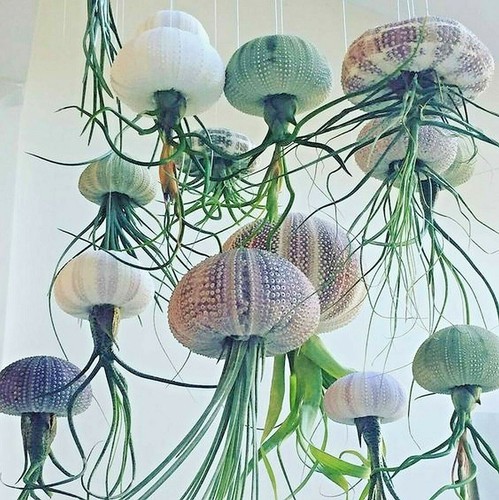 Pianta aria medusa - d'aria,