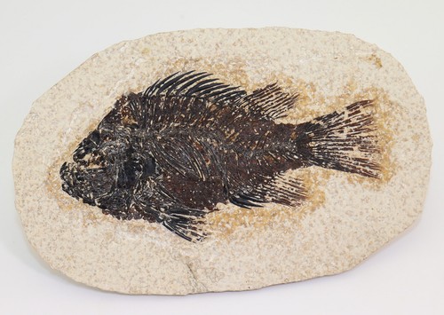 Pesce priscacara terziario - priscacara,,