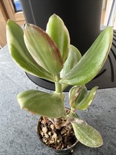 Crassula ovata tricolore