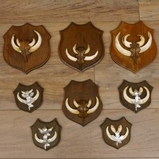 Zanne di Cinghiale 8 Pezzi Wildschweinwaffen (Sus Scrofa) Trofeo Dimensione