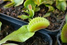 Dionea muscipula isaura - muscipula,