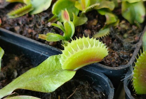 Dionea muscipula isaura - dionea,