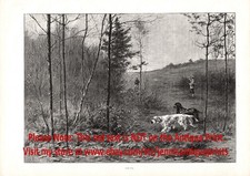 Setter inglese cane setter irlandese caccia supporto punto, grande stampa antica 1890