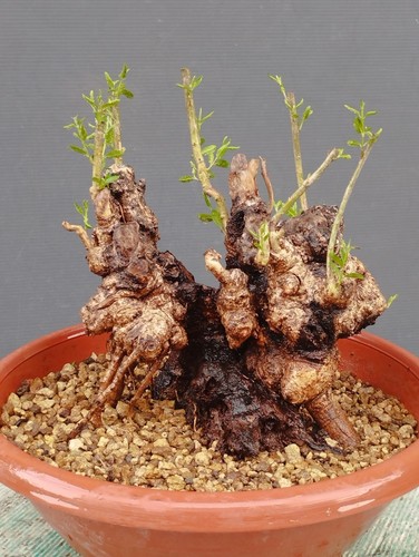 Bonsai olivastro 20x20cm - olivastro, in