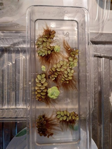 Salvinia natans piante - 10, (piante