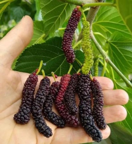 Piantina murbei lunga - murbei,