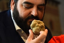 Tartufo bianco fresco tuber - tartufo,