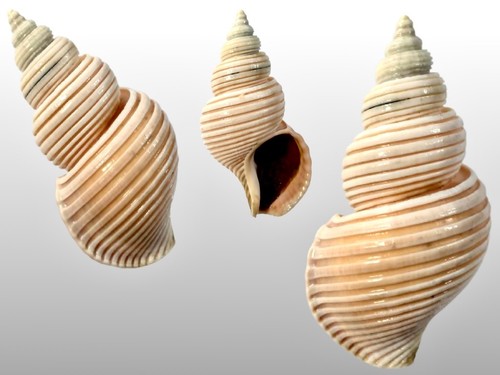 Buccinidae ancistrolepis - buccinidae,,