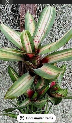 Ragno giada neoregelia - ragno,