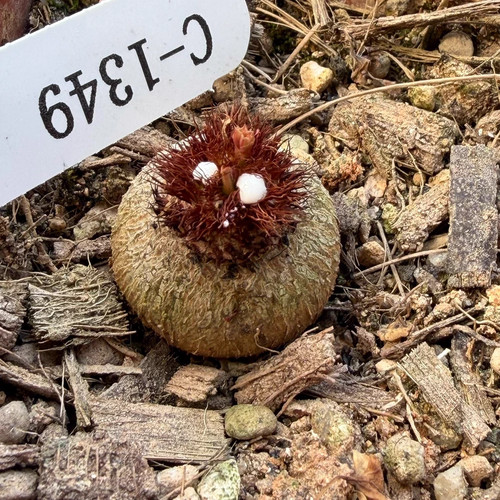 1 pezzo cactus - 1,8-2, cm