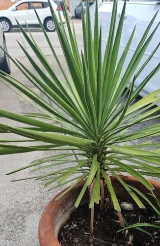 Large yucca plant foot - large,