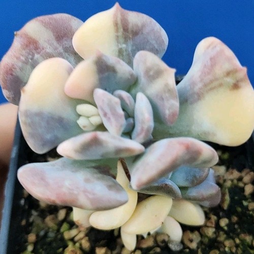 Echeveria cubic frost - echeveria, "cubic