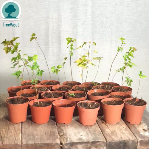 Acer buergerianum sapling - acer,