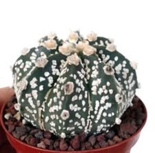 Astrophytum cv ONZUKA x