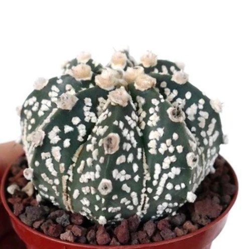 Astrophytum onzuka x - astrophytum,