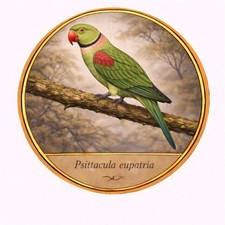 Sticker adesivi adesivo
