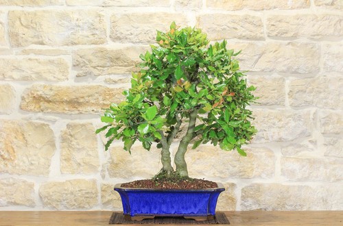 Bonsai quercia leccio - di,