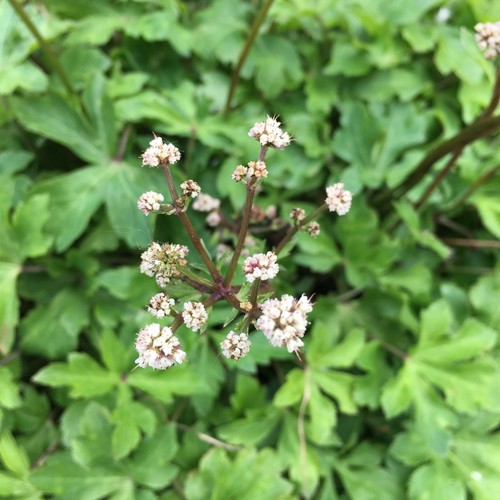 Waldsanikel sanicula europaea - waldsanikel,
