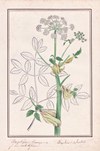Engelwurz wild angelica - wild,