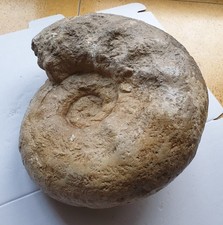 Enorme Pachypictonia sp. -