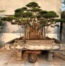 Bonsai ficus microcarpa - bonsai,