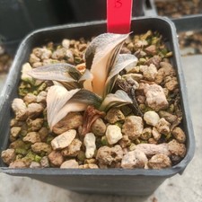 Haworthia Pattaya Variegated