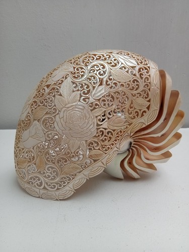 Conchiglia nautilus naturale - conchiglia,