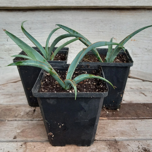 Yucca baccata vaso p9 - yucca,