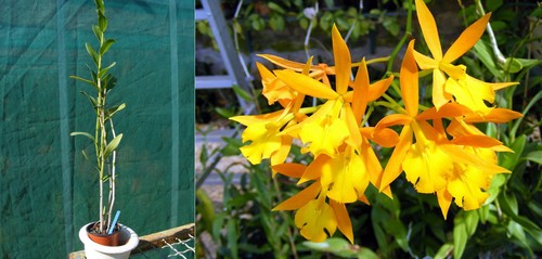 Epidendrum orange blaze - epidendrum,