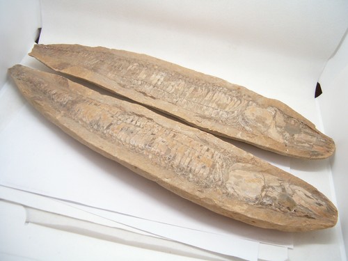 Pesce fossile doppia - pesce,
