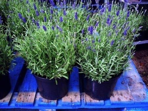 Lavanda lavandula - lavanda, "lavandula