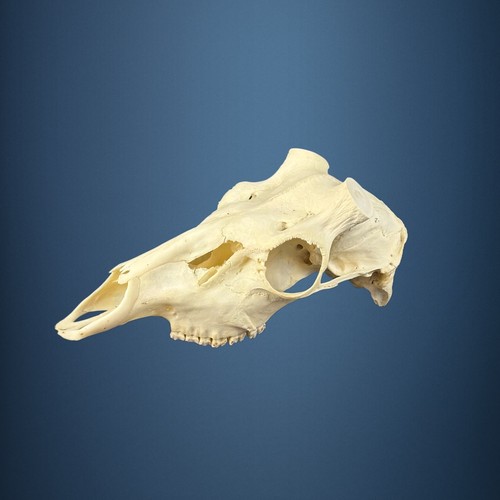 593sku teschio cervo - teschio,