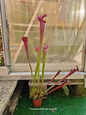 #12 - Sarracenia Dana's