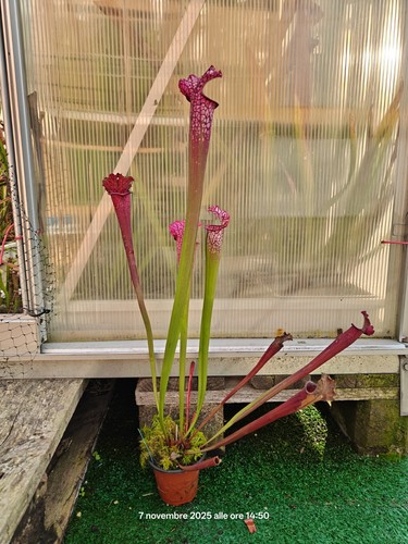 Sarracenia dana s - -, dana's