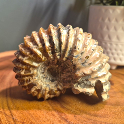 Esemplare fossile ammonite - esemplare,