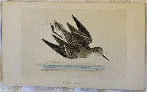 Morris temminck stint - temminck's,