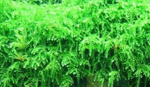 Weeping moss 10x10 - weeping,
