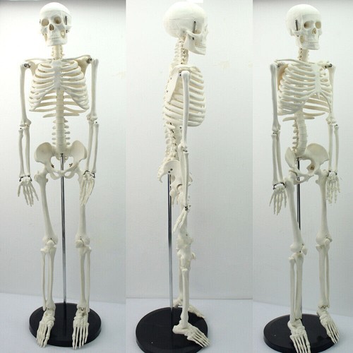 Scheletro umano anatomico alto