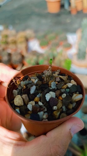 Boswellia neglecta succulente
