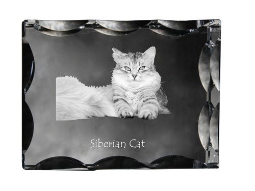Siberiano gatto cristallo - gatto,