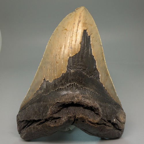 Dente squalo megalodon - dente,