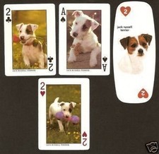 CARTE CANE Jack Russell