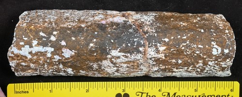 Grande sezione costole fossili