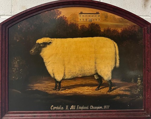 Antico ritratto pecora - ritratto,